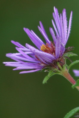 web001purple flower dew.JPG