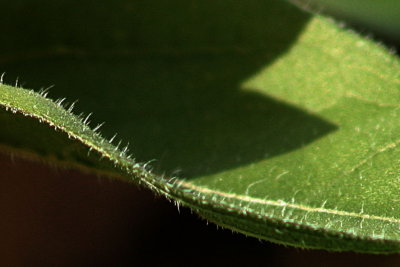 web001curled leaf.JPG