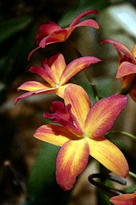 watercolor triple orchid.jpg