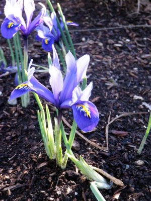 Gardens near Space Needle