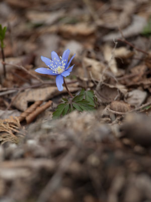 Tsukuba-2010-April-13.jpg