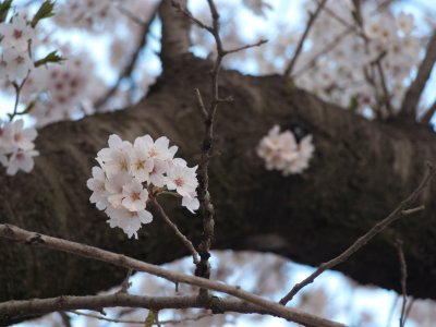 Tsukuba-2010-April-62.jpg