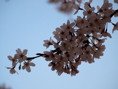 Tsukuba-2010-April-63.jpg