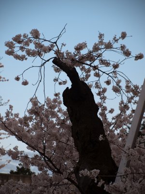 Tsukuba-2010-April-64.jpg