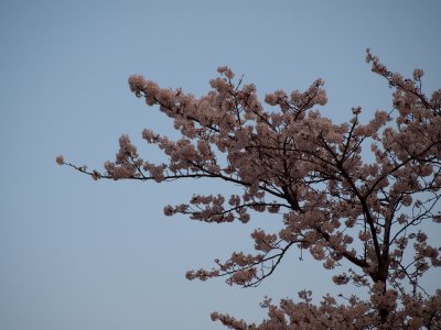 Tsukuba-2010-April-65.jpg