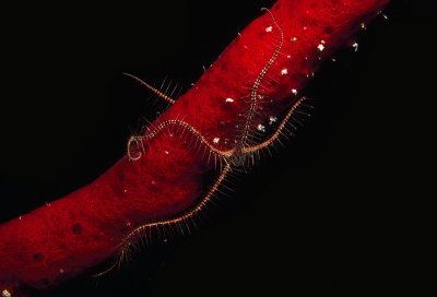  312 BRITTLE STAR.jpg