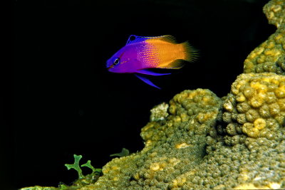  C65 FAIRY BASSLET.jpg