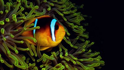 017  CLOWN FISH-RED SEA.jpg