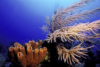 024 SEASCAPE.jpg