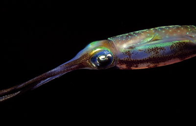 279 SQUID.jpg