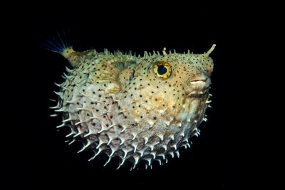 284 PUFFER.jpg