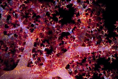 293 SOFT CORAL-RED SEA.jpg