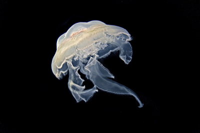 310 JELLY.jpg