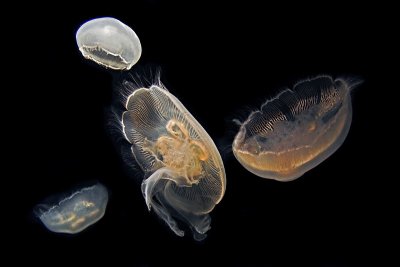 311 JELLIES.jpg