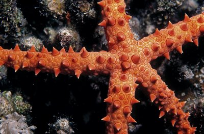 C5 STAR-RED SEA.jpg