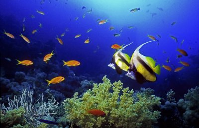C7 RED SEA BANNER FISH.jpg