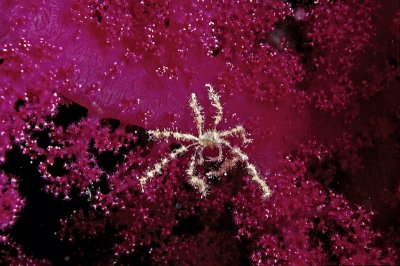 D4 DECORATOR CRAB.jpg