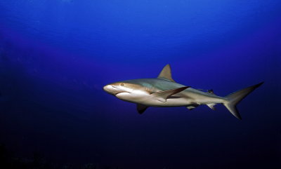 UW2 CARRIBEAN REEF SHARK.jpg