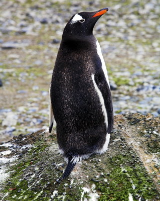 ANTARCTIC 032_2.jpg