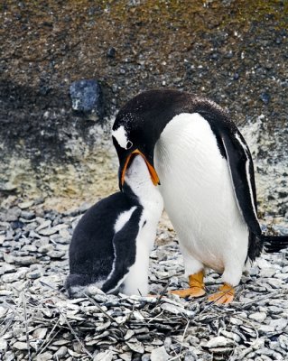 ANTARCTIC 036A.jpg