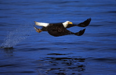 birds-Eagle .jpg