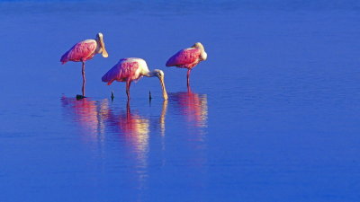 J-45-Spoonbills.jpg
