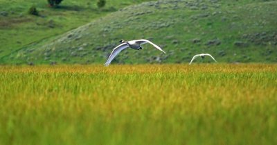  64-09 swans .jpg