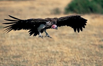 VULTURE 1-121 .jpg