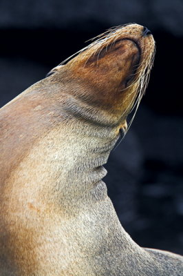 Galapagos 8607-1.jpg