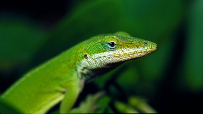 J92 ANOLE.jpg