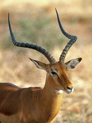  IMPALA   .jpg