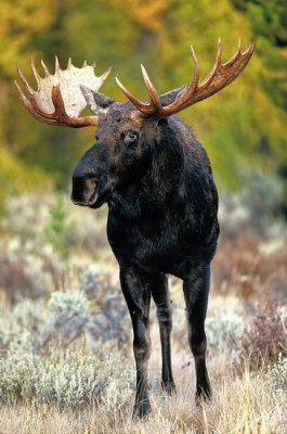 Jackson Hole 64-89 moose .jpg