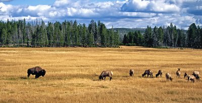 65-72 BUF-ELK 4.jpg
