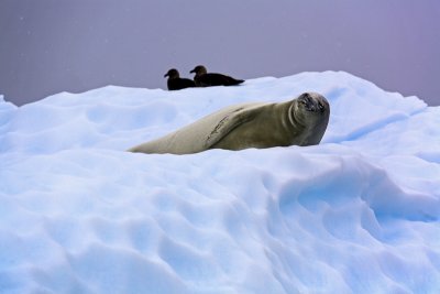 ANTARCTIC 040.jpg