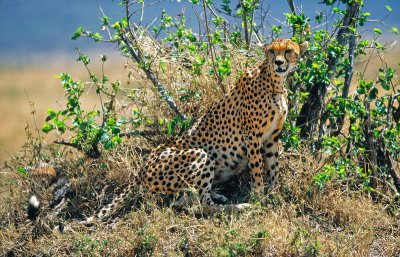 CHEETA .jpg