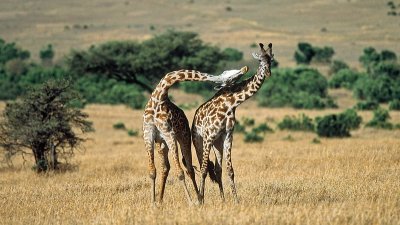 GIRAFFE 1-60 .jpg