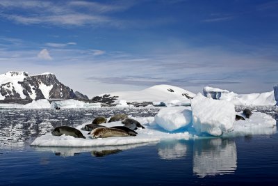 ANTARCTIC 085_2.jpg