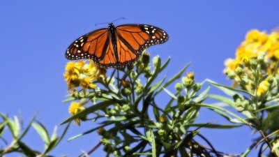 Butterflies & Bugs