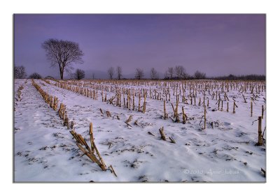 Violet Dusk