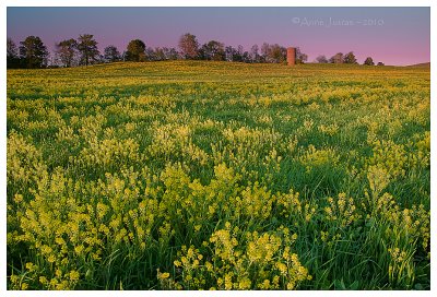 Field of Yellow Dream