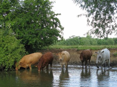 Bucolic River Thames near Clifton Hampden