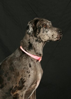 Dog2