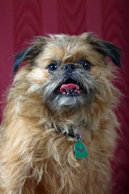 Pup3.JPG