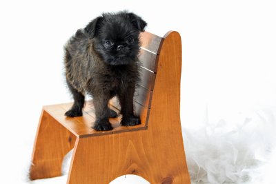 Pup2.JPG