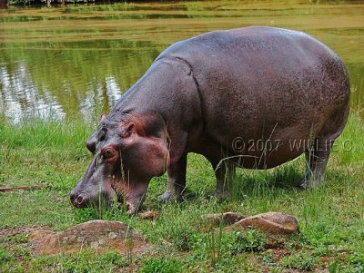 DSCF5006- Hippo grazing.jpg