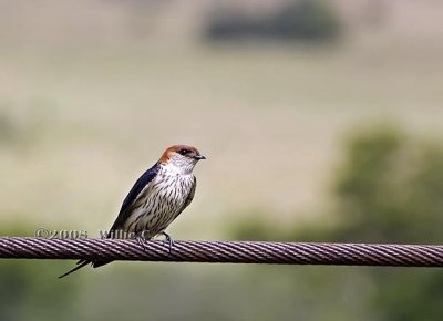 DSC_6258- Greater Striped swallow