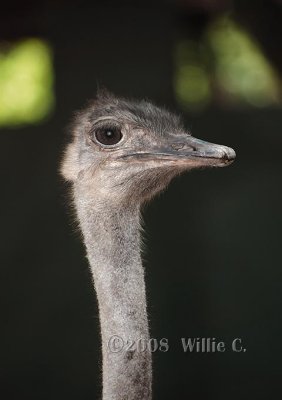 DSC_3661- Ostrich Portrait