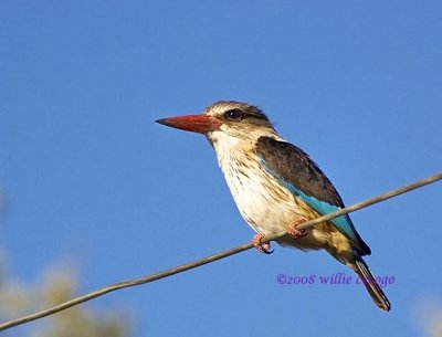 DSC_3430- Brown-hooded Kingfisher