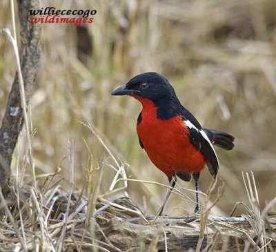 DSC_1927- Crimson-breasted Shrike (Laniarius atrococcineus)