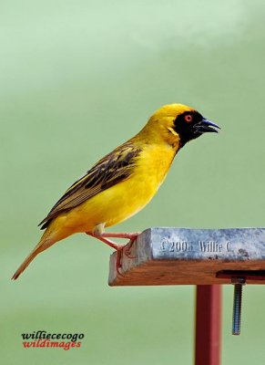 DSC_5183-  Masked Weaver  (Ploceus velatus)